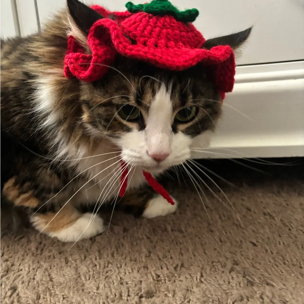 Crochet hat for cat 🍅 🐈